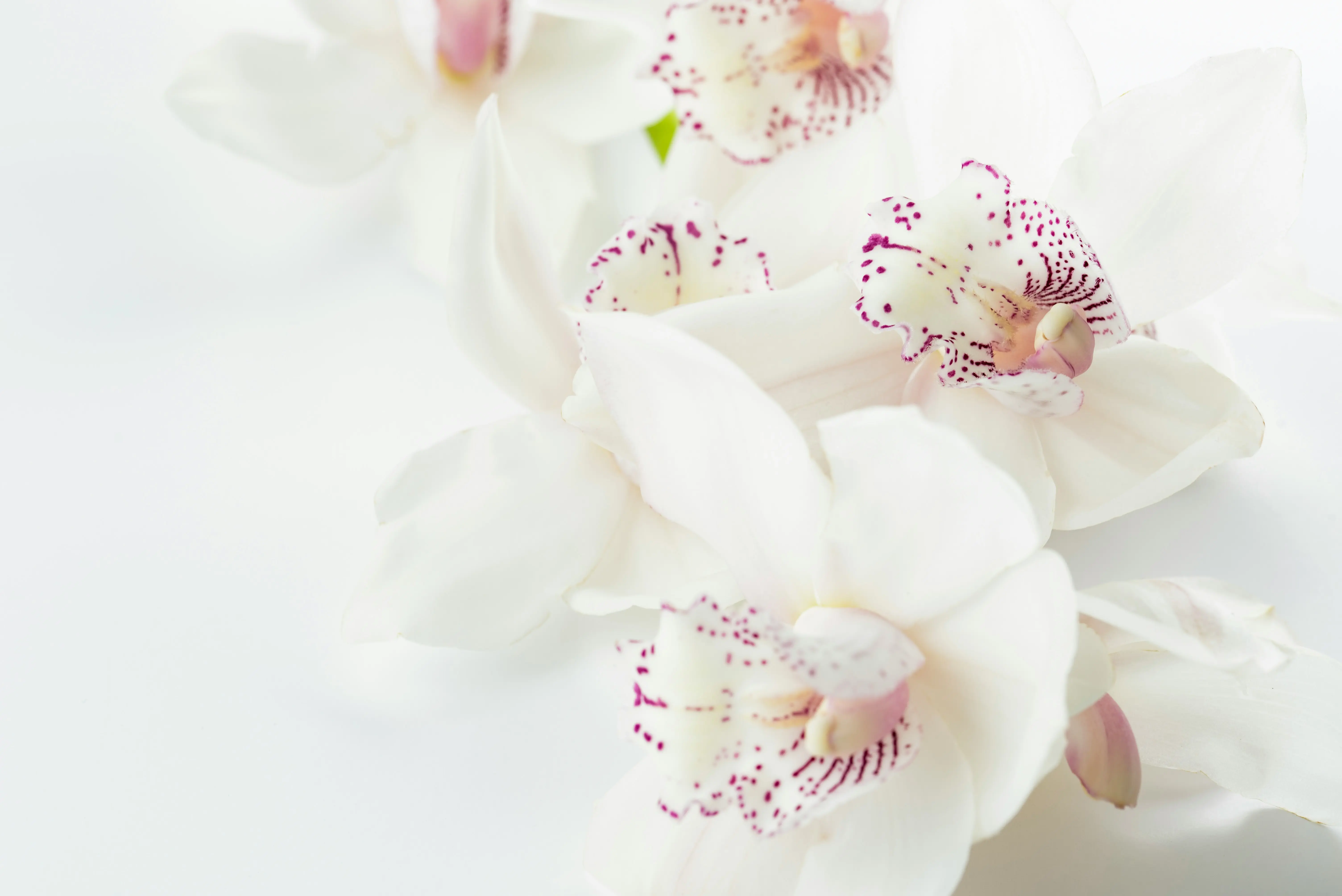 Elegant spa background with delicate pink tones